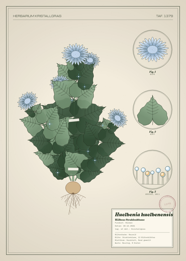 Botanische Tafel: Huelbenia huelbenensis, eine erfundene Pflanze aus Hülben, gezeichnet wie in einem alten Pflanzenatlas
