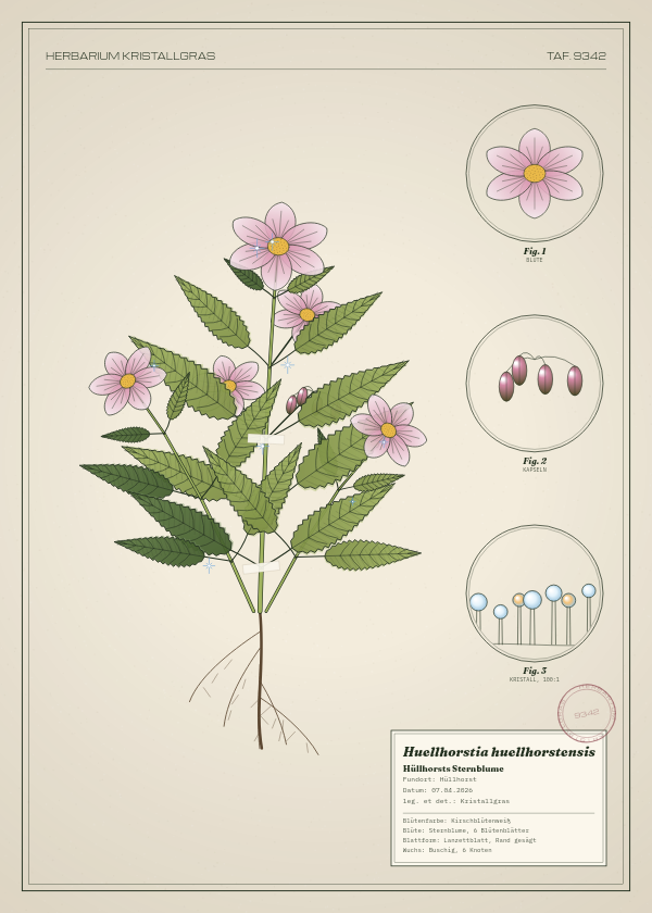 Botanische Tafel: Huellhorstia huellhorstensis, eine erfundene Pflanze aus Hüllhorst, gezeichnet wie in einem alten Pflanzenatlas