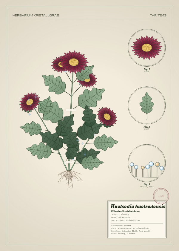 Botanische Tafel: Huelsedia huelsedensis, eine erfundene Pflanze aus Hülsede, gezeichnet wie in einem alten Pflanzenatlas