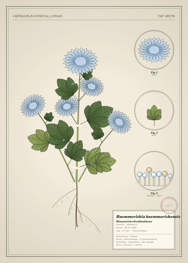 Botanische Tafel: Huemmerichia huemmerichensis, eine erfundene Pflanze aus Hümmerich, gezeichnet wie in einem alten Pflanzenatlas