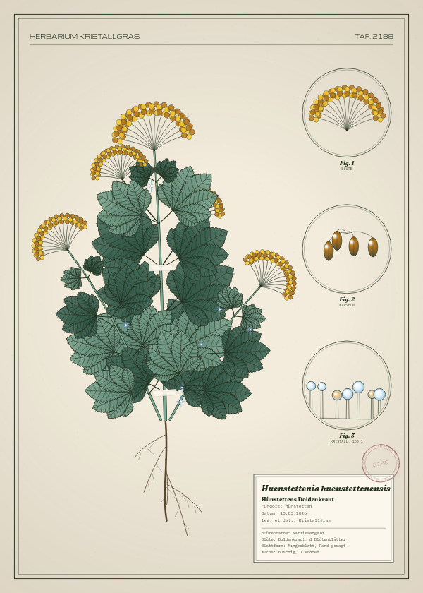 Botanische Tafel: Huenstettenia huenstettenensis, eine erfundene Pflanze aus Hünstetten, gezeichnet wie in einem alten Pflanzenatlas