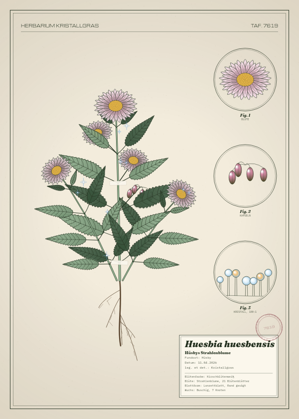 Botanische Tafel: Huesbia huesbensis, eine erfundene Pflanze aus Hüsby, gezeichnet wie in einem alten Pflanzenatlas