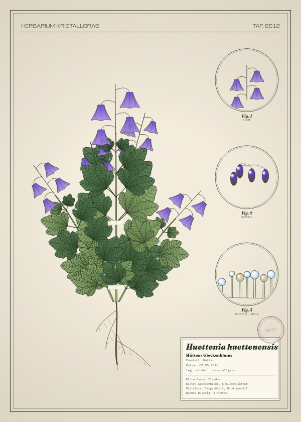 Botanische Tafel: Huettenia huettenensis, eine erfundene Pflanze aus Hütten, gezeichnet wie in einem alten Pflanzenatlas