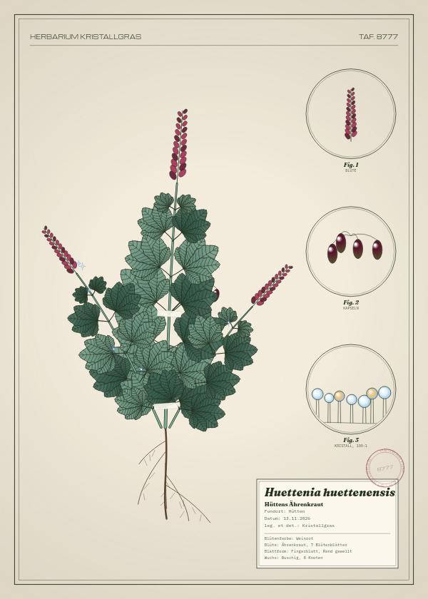 Botanische Tafel: Huettenia huettenensis, eine erfundene Pflanze aus Hütten, gezeichnet wie in einem alten Pflanzenatlas