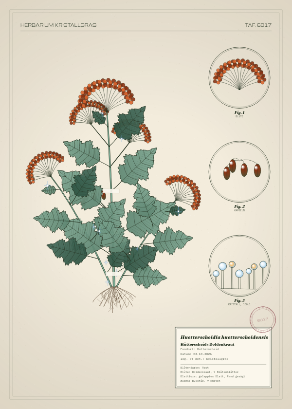 Botanische Tafel: Huetterscheidia huetterscheidensis, eine erfundene Pflanze aus Hütterscheid, gezeichnet wie in einem alten Pflanzenatlas