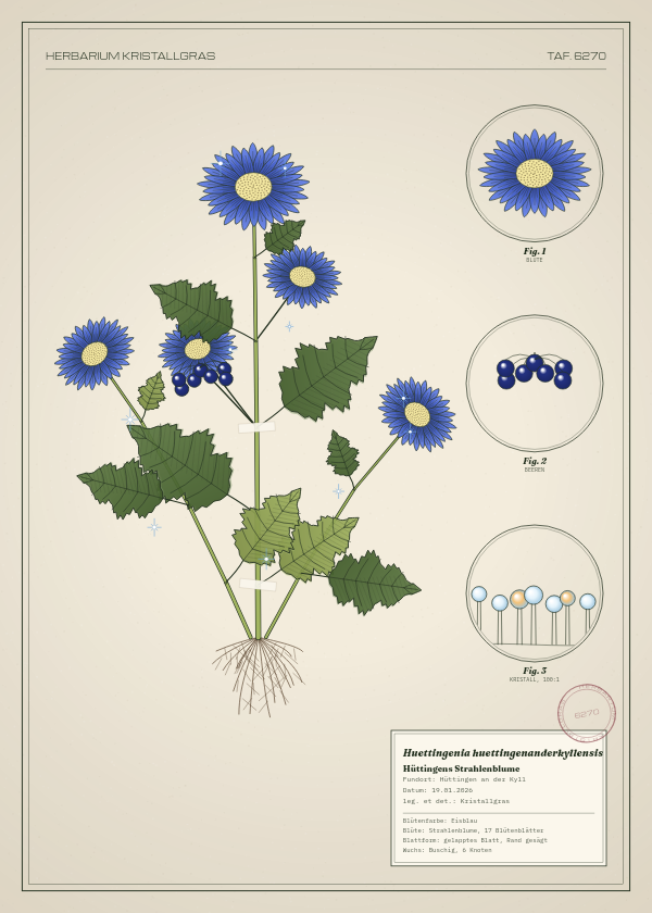 Botanische Tafel: Huettingenia huettingenanderkyllensis, eine erfundene Pflanze aus Hüttingen an der Kyll, gezeichnet wie in einem alten Pflanzenatlas