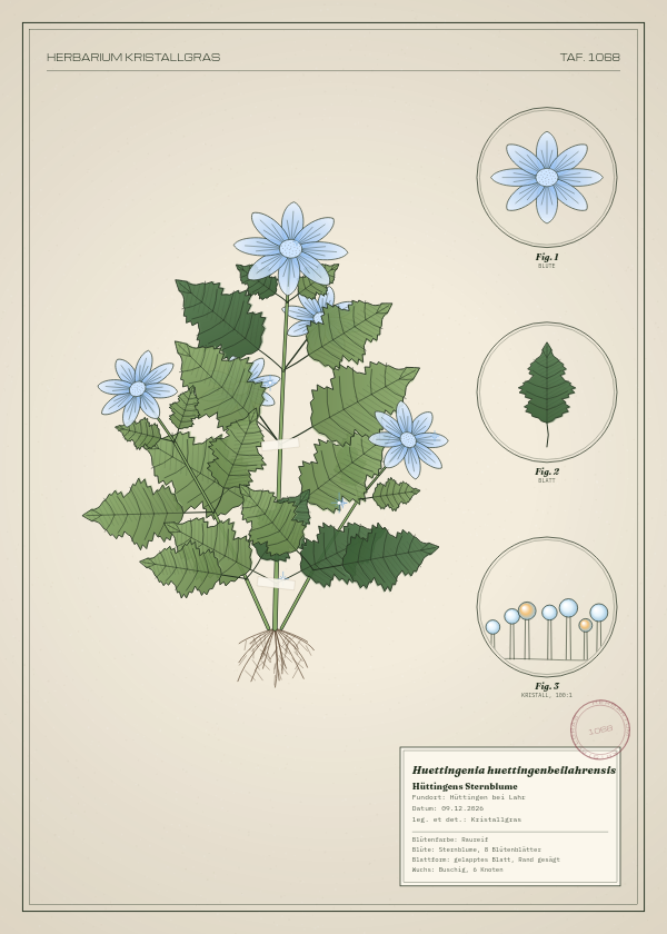 Botanische Tafel: Huettingenia huettingenbeilahrensis, eine erfundene Pflanze aus Hüttingen bei Lahr, gezeichnet wie in einem alten Pflanzenatlas