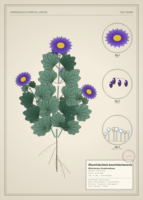 Botanische Tafel: Huettisheimia huettisheimensis, eine erfundene Pflanze aus Hüttisheim, gezeichnet wie in einem alten Pflanzenatlas