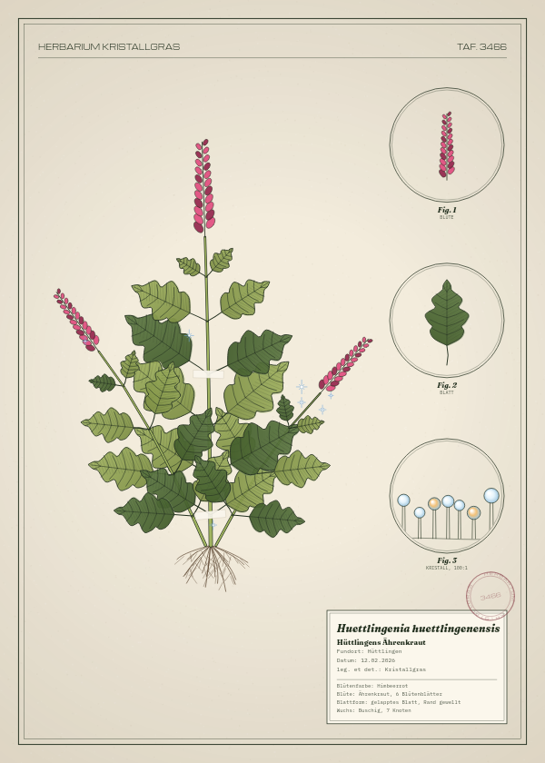 Botanische Tafel: Huettlingenia huettlingenensis, eine erfundene Pflanze aus Hüttlingen, gezeichnet wie in einem alten Pflanzenatlas