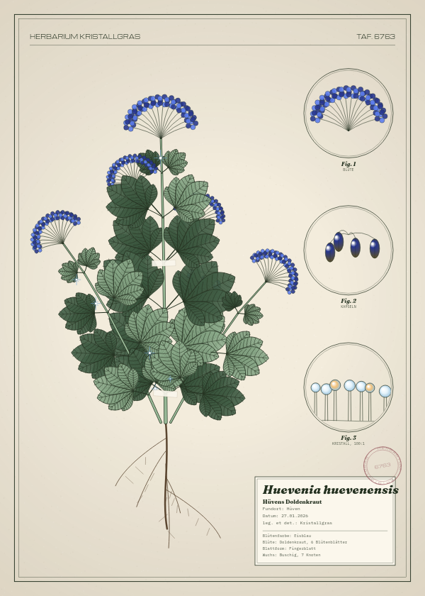 Botanische Tafel: Huevenia huevenensis, eine erfundene Pflanze aus Hüven, gezeichnet wie in einem alten Pflanzenatlas
