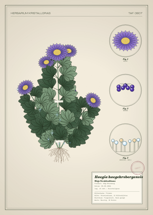 Botanische Tafel: Haegia haegehrsbergensis, eine erfundene Pflanze aus Häg-Ehrsberg, gezeichnet wie in einem alten Pflanzenatlas
