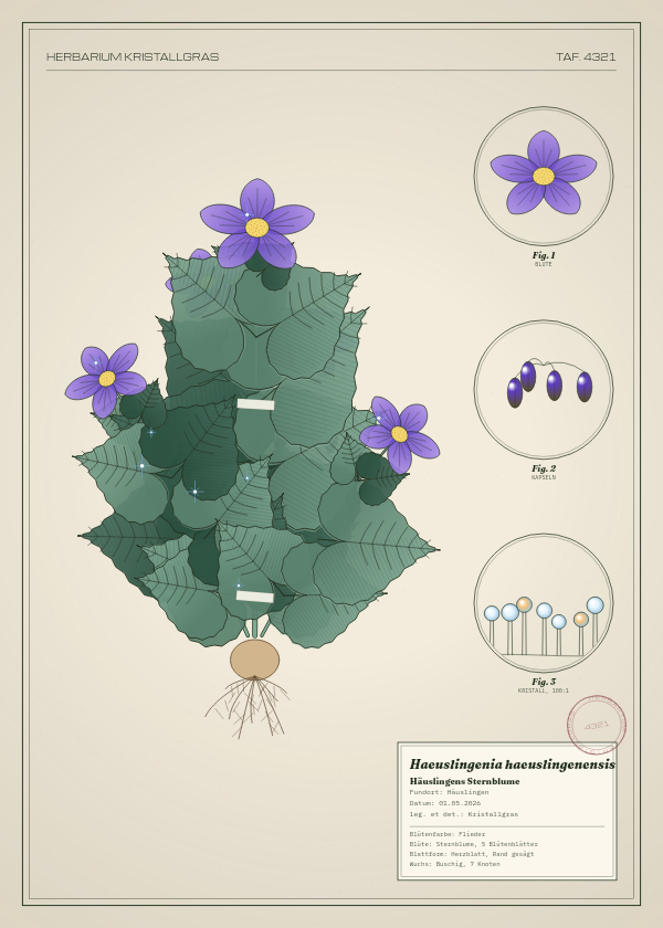 Botanische Tafel: Haeuslingenia haeuslingenensis, eine erfundene Pflanze aus Häuslingen, gezeichnet wie in einem alten Pflanzenatlas