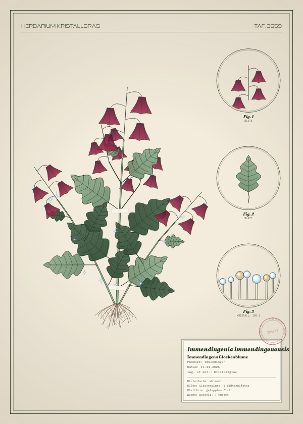 Botanische Tafel: Immendingenia immendingenensis, eine erfundene Pflanze aus Immendingen, gezeichnet wie in einem alten Pflanzenatlas