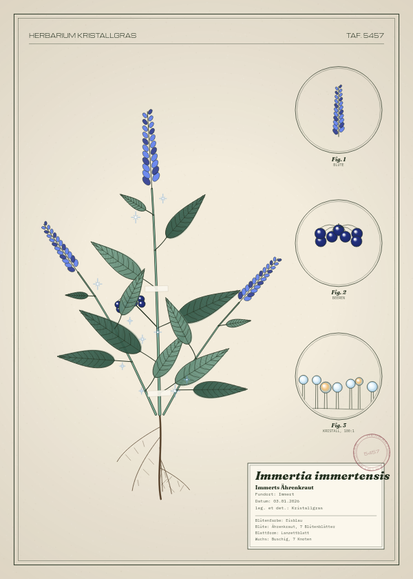 Botanische Tafel: Immertia immertensis, eine erfundene Pflanze aus Immert, gezeichnet wie in einem alten Pflanzenatlas