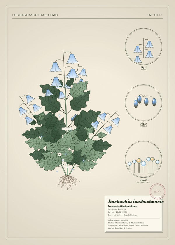 Botanische Tafel: Imsbachia imsbachensis, eine erfundene Pflanze aus Imsbach, gezeichnet wie in einem alten Pflanzenatlas