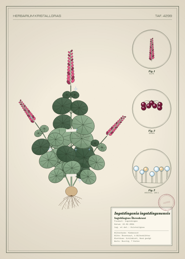 Botanische Tafel: Ingoldingenia ingoldingenensis, eine erfundene Pflanze aus Ingoldingen, gezeichnet wie in einem alten Pflanzenatlas