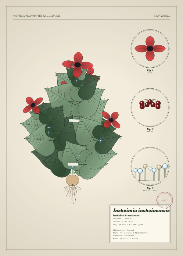Botanische Tafel: Insheimia insheimensis, eine erfundene Pflanze aus Insheim, gezeichnet wie in einem alten Pflanzenatlas
