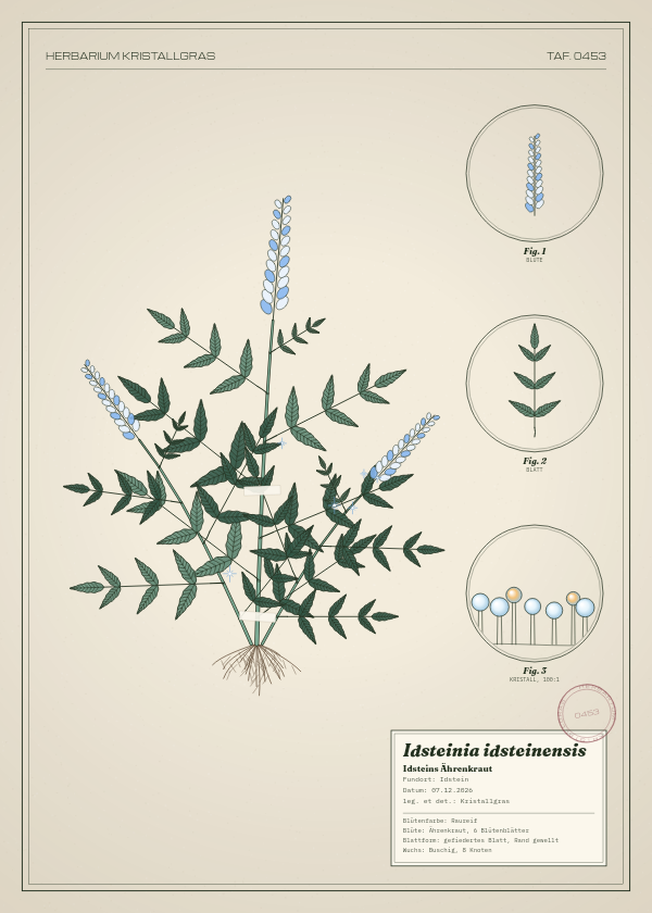 Botanische Tafel: Idsteinia idsteinensis, eine erfundene Pflanze aus Idstein, gezeichnet wie in einem alten Pflanzenatlas