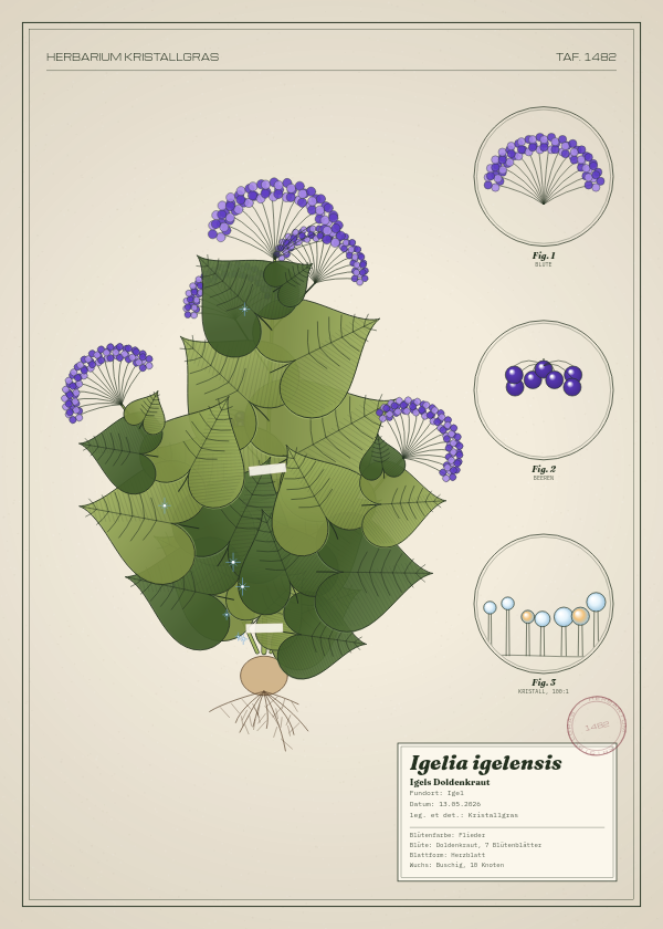 Botanische Tafel: Igelia igelensis, eine erfundene Pflanze aus Igel, gezeichnet wie in einem alten Pflanzenatlas