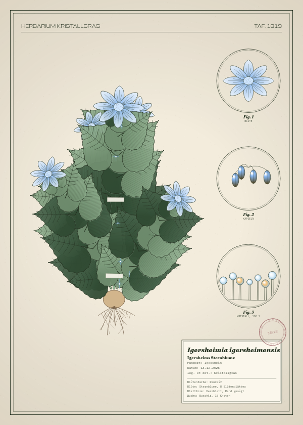Botanische Tafel: Igersheimia igersheimensis, eine erfundene Pflanze aus Igersheim, gezeichnet wie in einem alten Pflanzenatlas