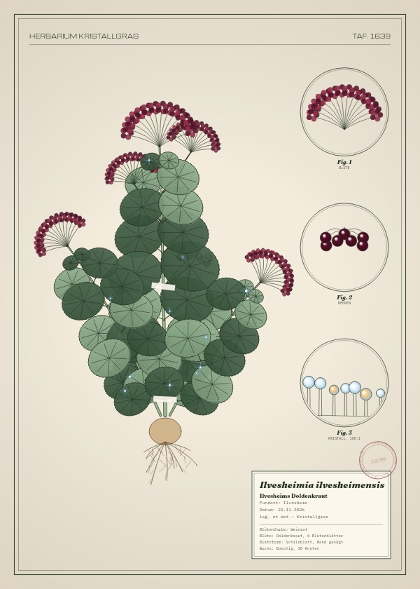 Botanische Tafel: Ilvesheimia ilvesheimensis, eine erfundene Pflanze aus Ilvesheim, gezeichnet wie in einem alten Pflanzenatlas