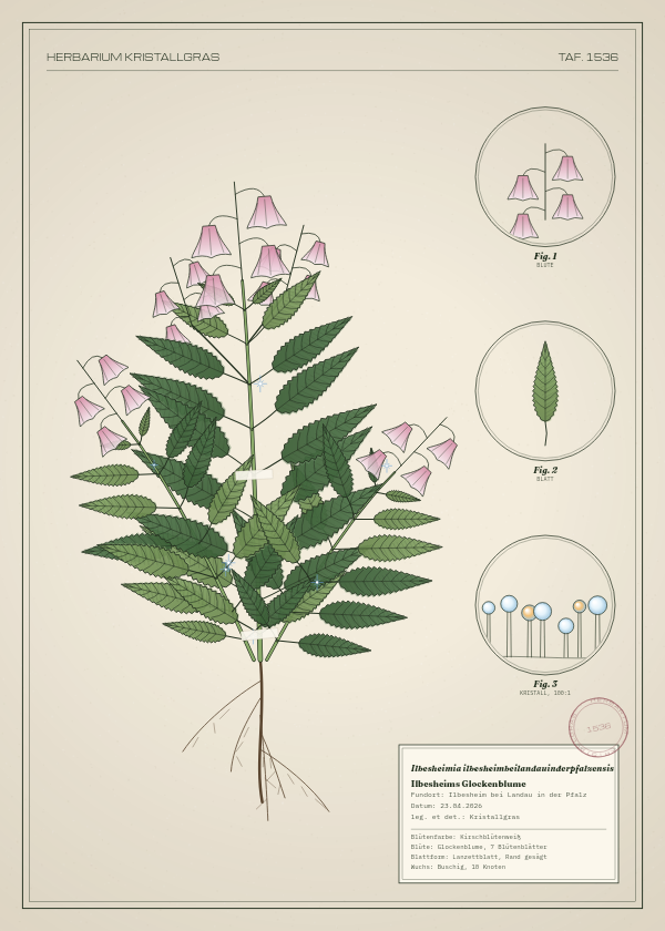 Botanische Tafel: Ilbesheimia ilbesheimbeilandauinderpfalzensis, eine erfundene Pflanze aus Ilbesheim bei Landau in der Pfalz, gezeichnet wie in einem alten Pflanzenatlas