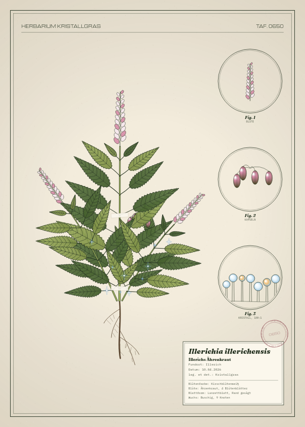 Botanische Tafel: Illerichia illerichensis, eine erfundene Pflanze aus Illerich, gezeichnet wie in einem alten Pflanzenatlas