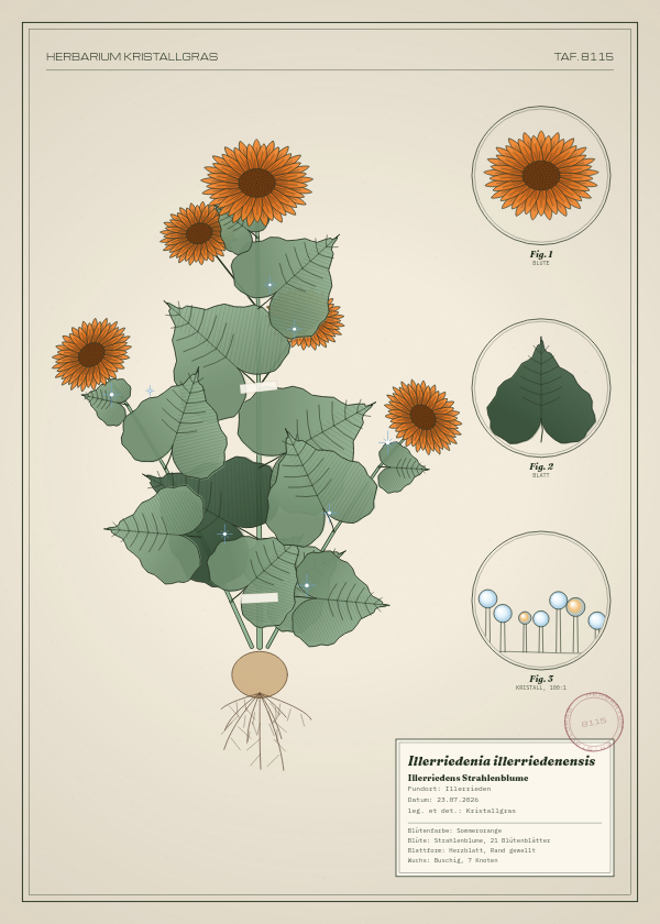 Botanische Tafel: Illerriedenia illerriedenensis, eine erfundene Pflanze aus Illerrieden, gezeichnet wie in einem alten Pflanzenatlas