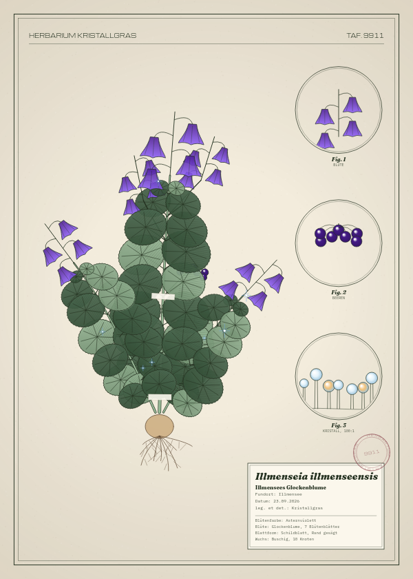 Botanische Tafel: Illmenseia illmenseensis, eine erfundene Pflanze aus Illmensee, gezeichnet wie in einem alten Pflanzenatlas