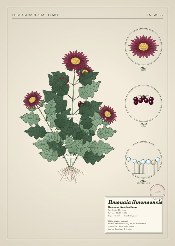 Botanische Tafel: Ilmenaia ilmenaensis, eine erfundene Pflanze aus Ilmenau, gezeichnet wie in einem alten Pflanzenatlas