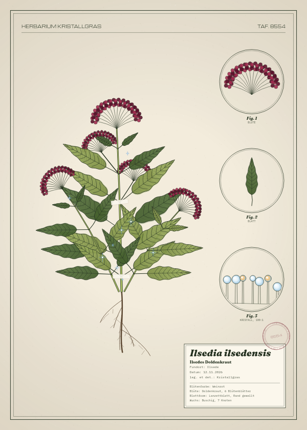 Botanische Tafel: Ilsedia ilsedensis, eine erfundene Pflanze aus Ilsede, gezeichnet wie in einem alten Pflanzenatlas