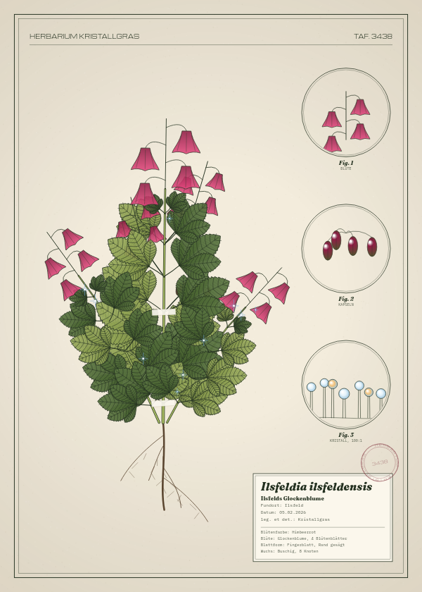 Botanische Tafel: Ilsfeldia ilsfeldensis, eine erfundene Pflanze aus Ilsfeld, gezeichnet wie in einem alten Pflanzenatlas