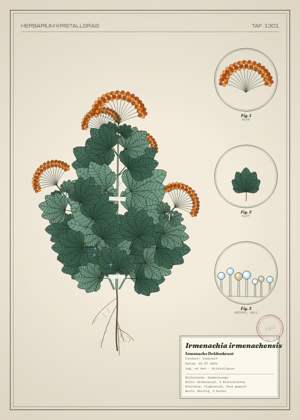 Botanische Tafel: Irmenachia irmenachensis, eine erfundene Pflanze aus Irmenach, gezeichnet wie in einem alten Pflanzenatlas