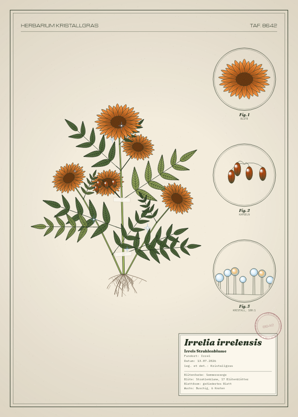 Botanische Tafel: Irrelia irrelensis, eine erfundene Pflanze aus Irrel, gezeichnet wie in einem alten Pflanzenatlas