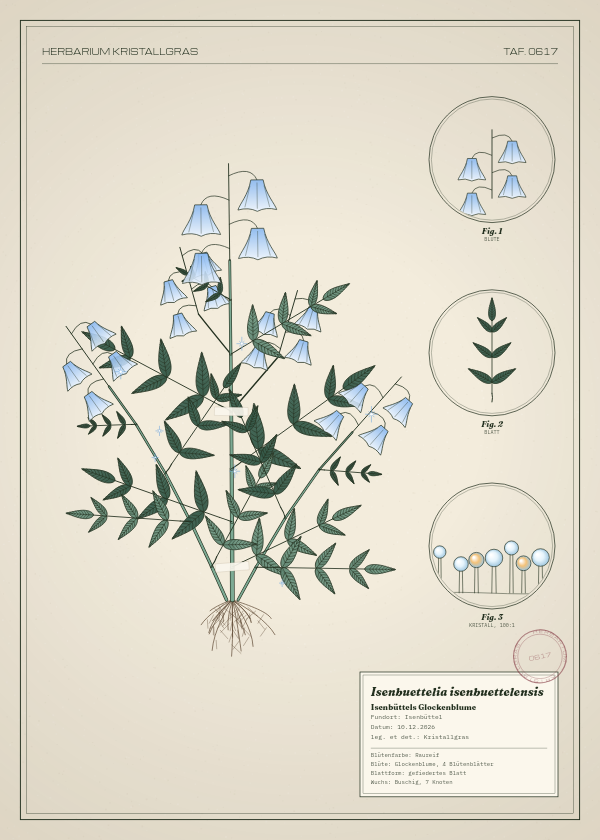 Botanische Tafel: Isenbuettelia isenbuettelensis, eine erfundene Pflanze aus Isenbüttel, gezeichnet wie in einem alten Pflanzenatlas