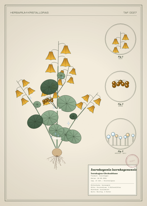 Botanische Tafel: Isernhagenia isernhagenensis, eine erfundene Pflanze aus Isernhagen, gezeichnet wie in einem alten Pflanzenatlas