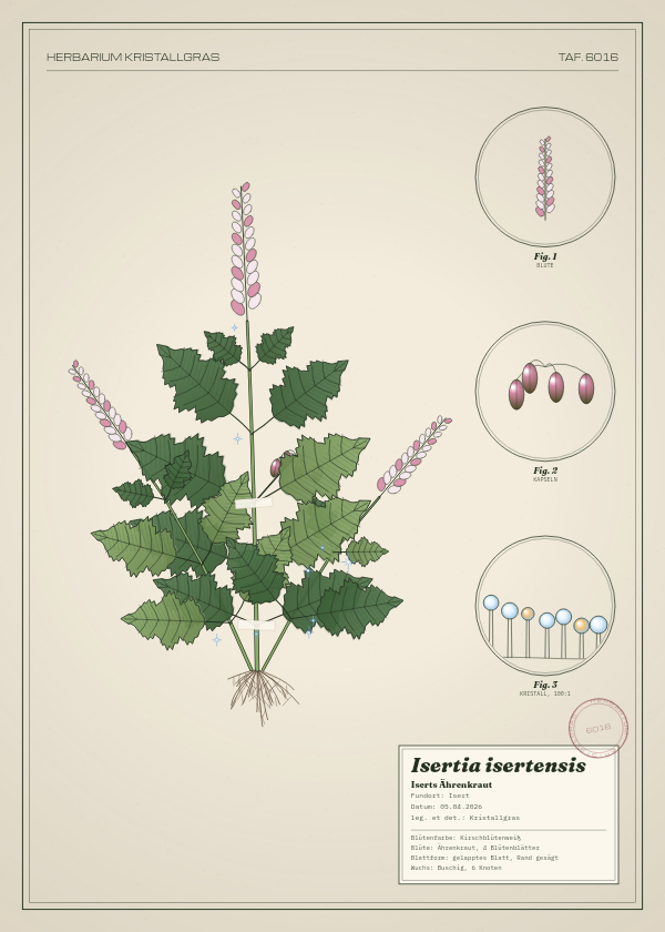 Botanische Tafel: Isertia isertensis, eine erfundene Pflanze aus Isert, gezeichnet wie in einem alten Pflanzenatlas