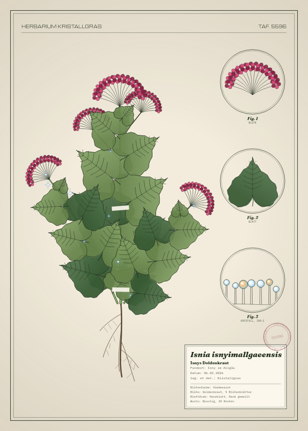 Botanische Tafel: Isnia isnyimallgaeensis, eine erfundene Pflanze aus Isny im Allgäu, gezeichnet wie in einem alten Pflanzenatlas