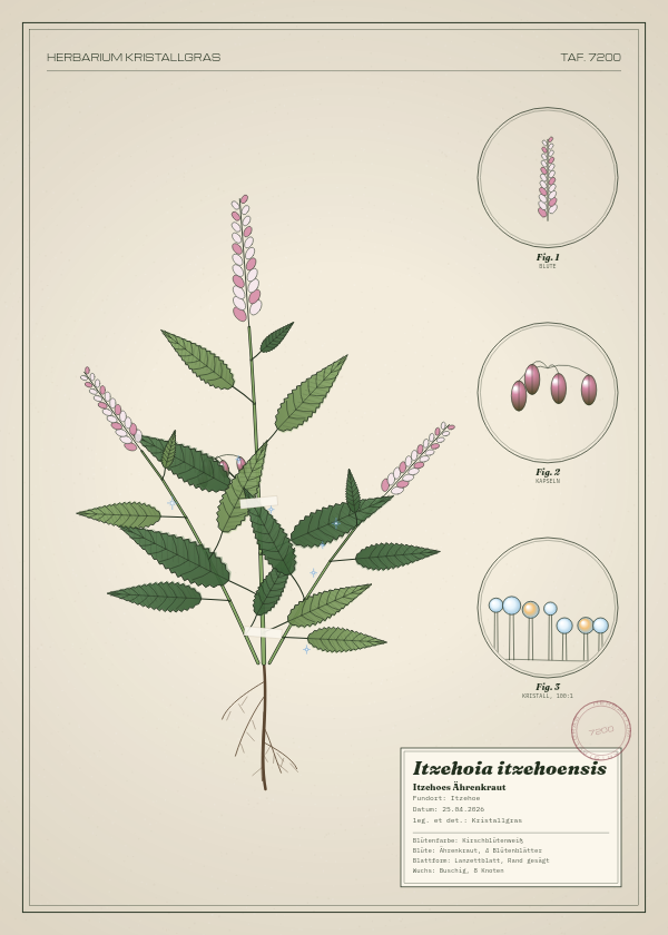 Botanische Tafel: Itzehoia itzehoensis, eine erfundene Pflanze aus Itzehoe, gezeichnet wie in einem alten Pflanzenatlas