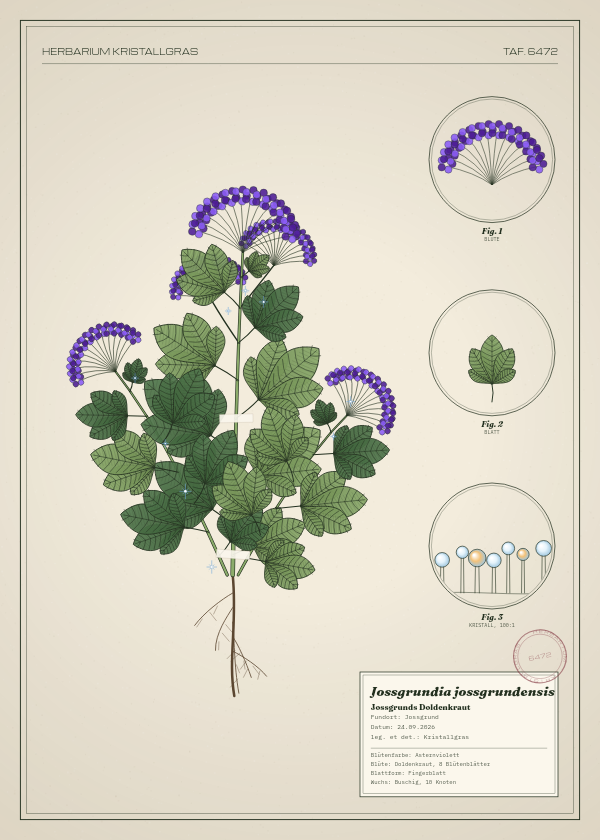 Botanische Tafel: Jossgrundia jossgrundensis, eine erfundene Pflanze aus Jossgrund, gezeichnet wie in einem alten Pflanzenatlas