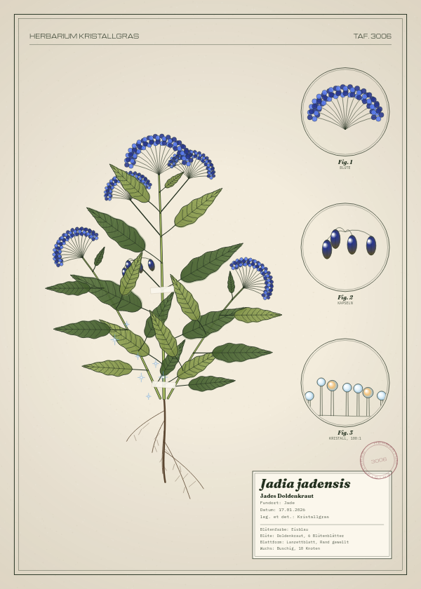 Botanische Tafel: Jadia jadensis, eine erfundene Pflanze aus Jade, gezeichnet wie in einem alten Pflanzenatlas