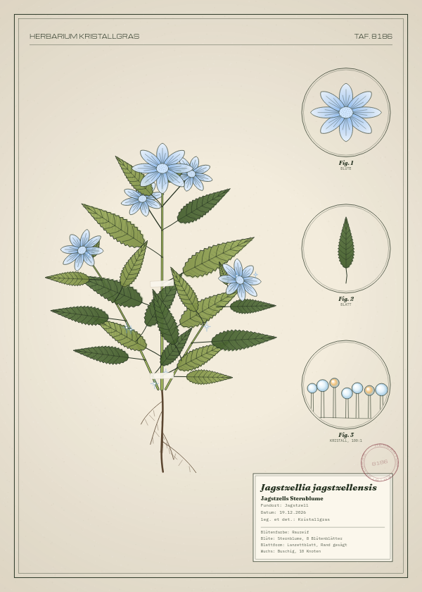Botanische Tafel: Jagstzellia jagstzellensis, eine erfundene Pflanze aus Jagstzell, gezeichnet wie in einem alten Pflanzenatlas
