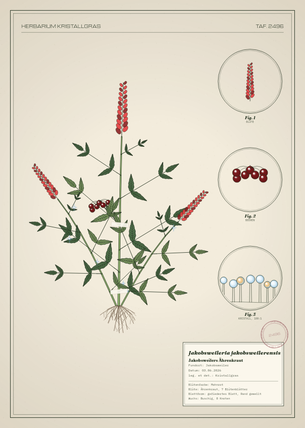 Botanische Tafel: Jakobsweileria jakobsweilerensis, eine erfundene Pflanze aus Jakobsweiler, gezeichnet wie in einem alten Pflanzenatlas