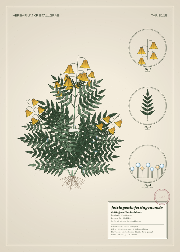Botanische Tafel: Jettingenia jettingenensis, eine erfundene Pflanze aus Jettingen, gezeichnet wie in einem alten Pflanzenatlas