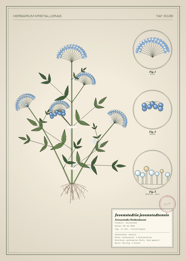 Botanische Tafel: Jevenstedtia jevenstedtensis, eine erfundene Pflanze aus Jevenstedt, gezeichnet wie in einem alten Pflanzenatlas