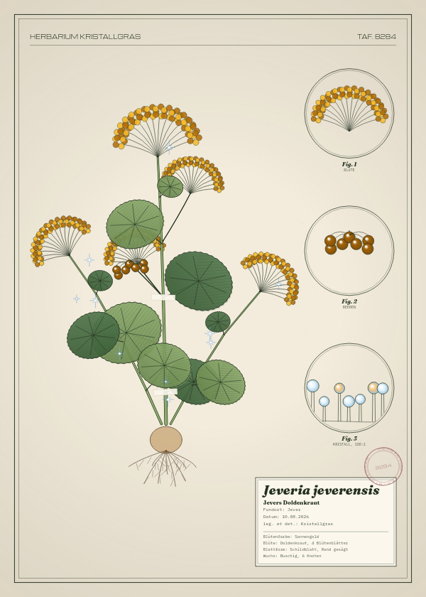 Botanische Tafel: Jeveria jeverensis, eine erfundene Pflanze aus Jever, gezeichnet wie in einem alten Pflanzenatlas