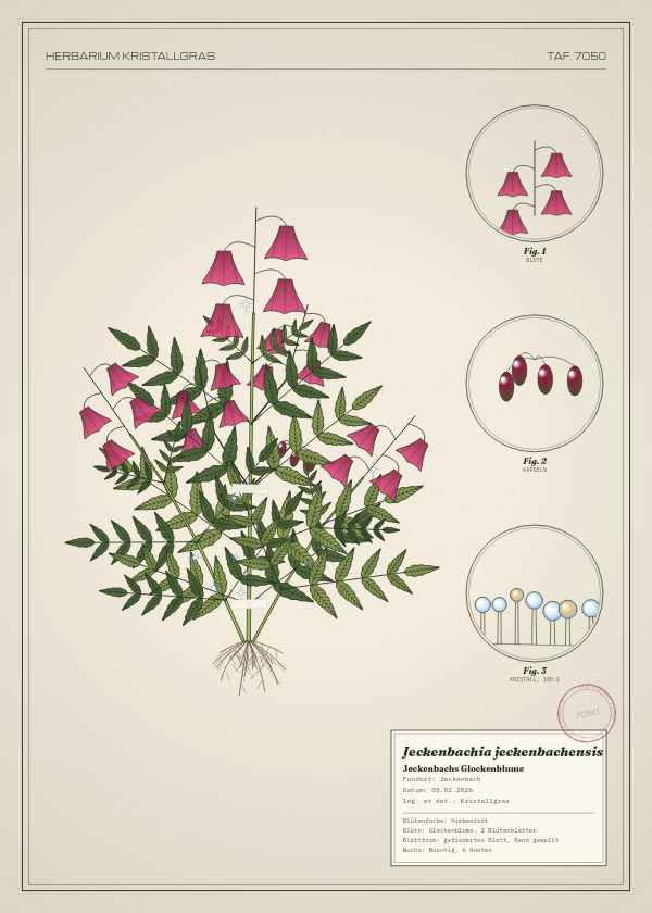Botanische Tafel: Jeckenbachia jeckenbachensis, eine erfundene Pflanze aus Jeckenbach, gezeichnet wie in einem alten Pflanzenatlas