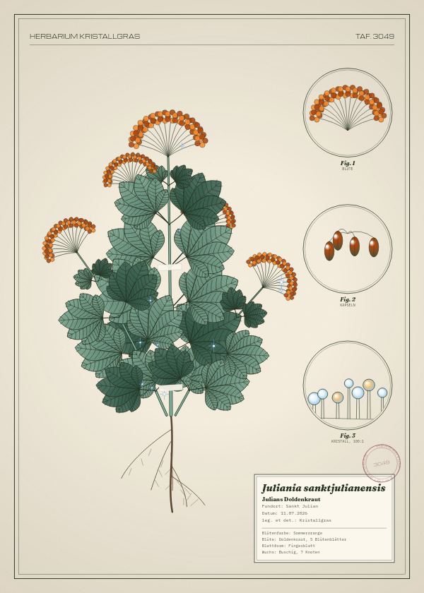 Botanische Tafel: Juliania sanktjulianensis, eine erfundene Pflanze aus Sankt Julian, gezeichnet wie in einem alten Pflanzenatlas