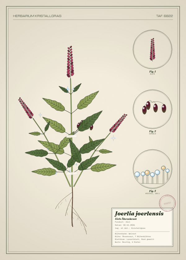 Botanische Tafel: Joerlia joerlensis, eine erfundene Pflanze aus Jörl, gezeichnet wie in einem alten Pflanzenatlas