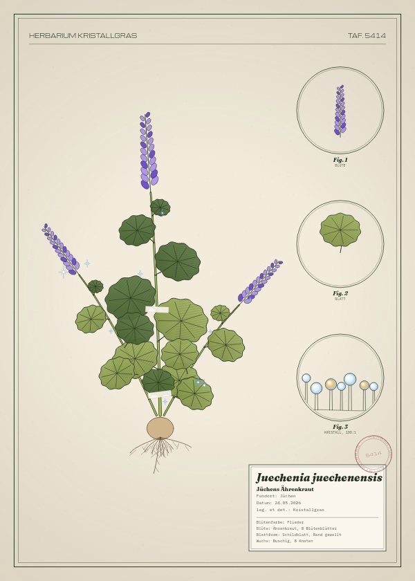 Botanische Tafel: Juechenia juechenensis, eine erfundene Pflanze aus Jüchen, gezeichnet wie in einem alten Pflanzenatlas